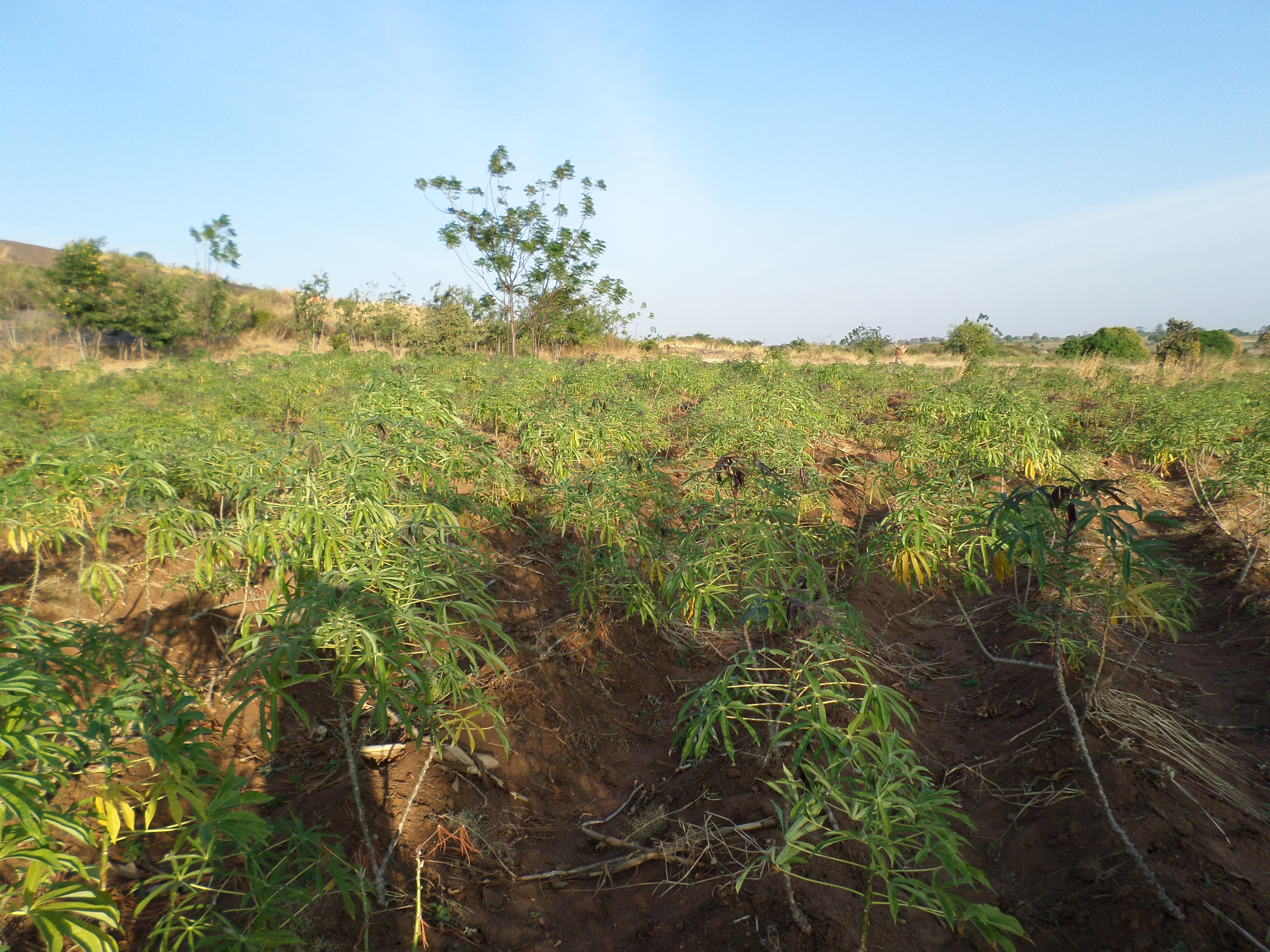 Farmers working together in lush green agricultural fields at golden hour